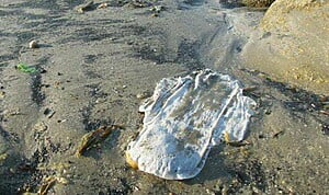 Disposable Pad on Beach